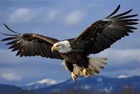 老鹰生死时刻:好运时比重伯德飙泪,战绩斐然的简单介绍 老鹰生死时刻:好运时比重伯德飙泪,战绩斐然的简单介绍