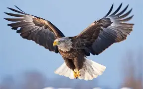 老鹰生死时刻:好运时比重伯德飙泪,战绩斐然的简单介绍 老鹰生死时刻:好运时比重伯德飙泪,战绩斐然的简单介绍